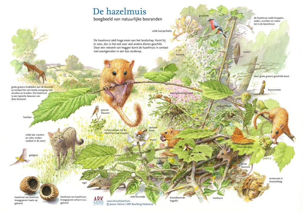 illustratie hazelmuis