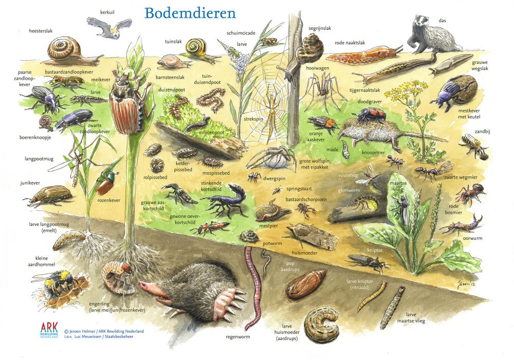 Zoekkaart bodemdieren