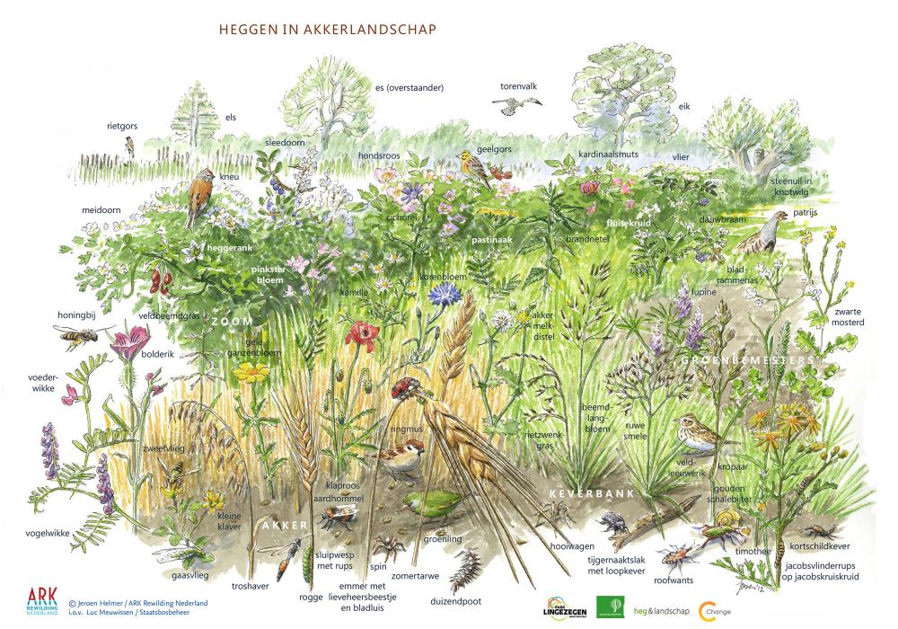 Zoekkaart heggen akkerlandschap