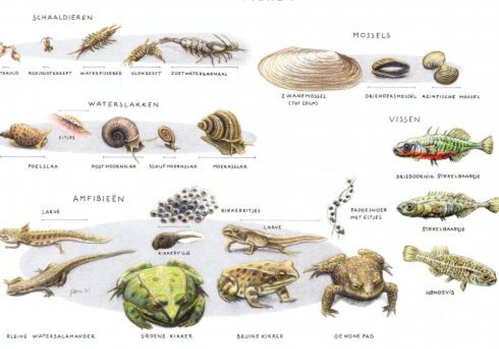 Zoekkaart waterdieren 4