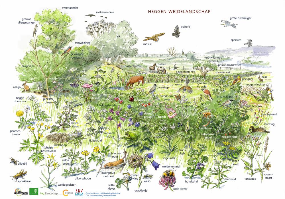 Zoekkaart heggen weidelandschap