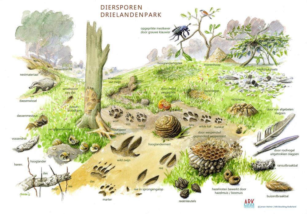 Zoekkaart diersporen Drielandenpark
