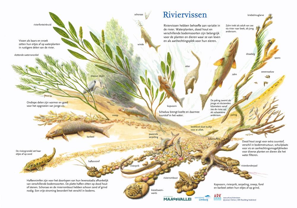Illustratie riviervissen