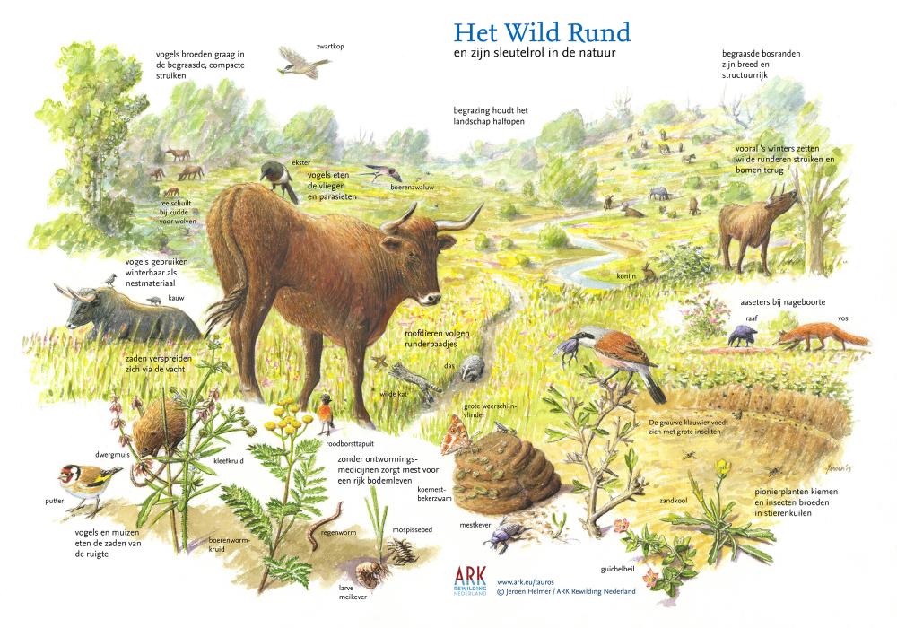 illustratie sleutelsoort Het wild rund