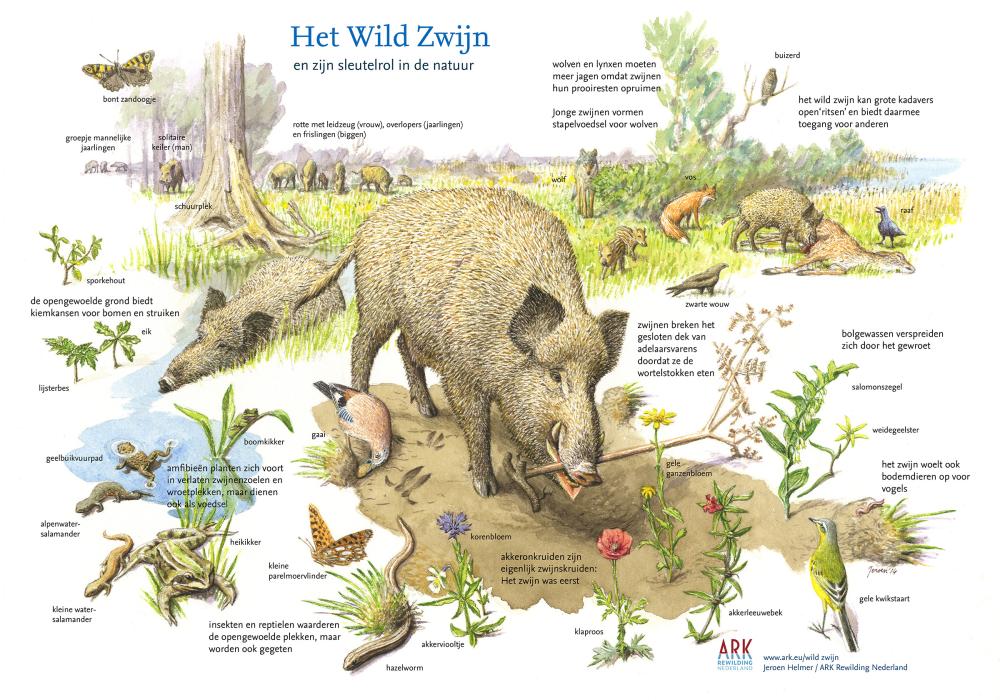 Illustratie sleutelsoort wild zwijn