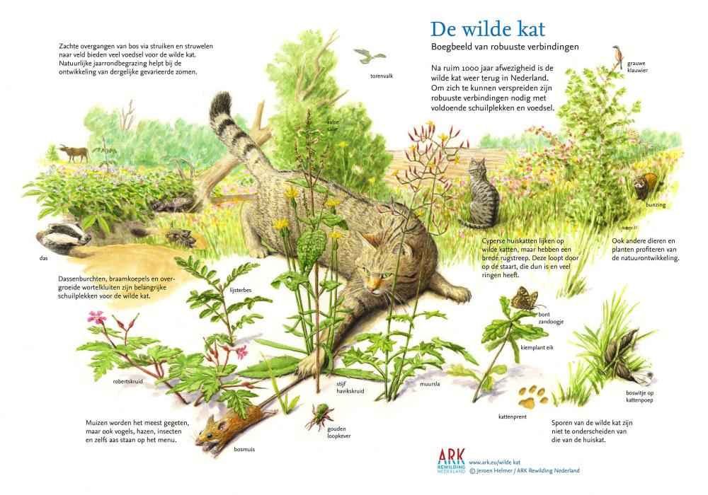 Illustratie sleutelsoort wilde kat