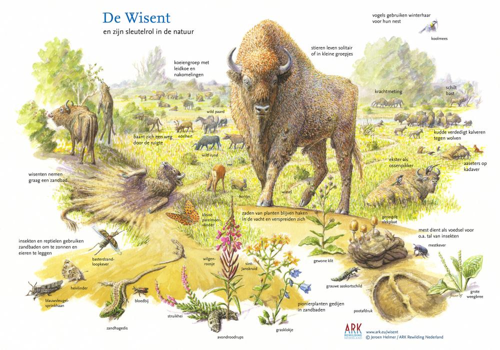 Illustratie sleutelsoort wisent