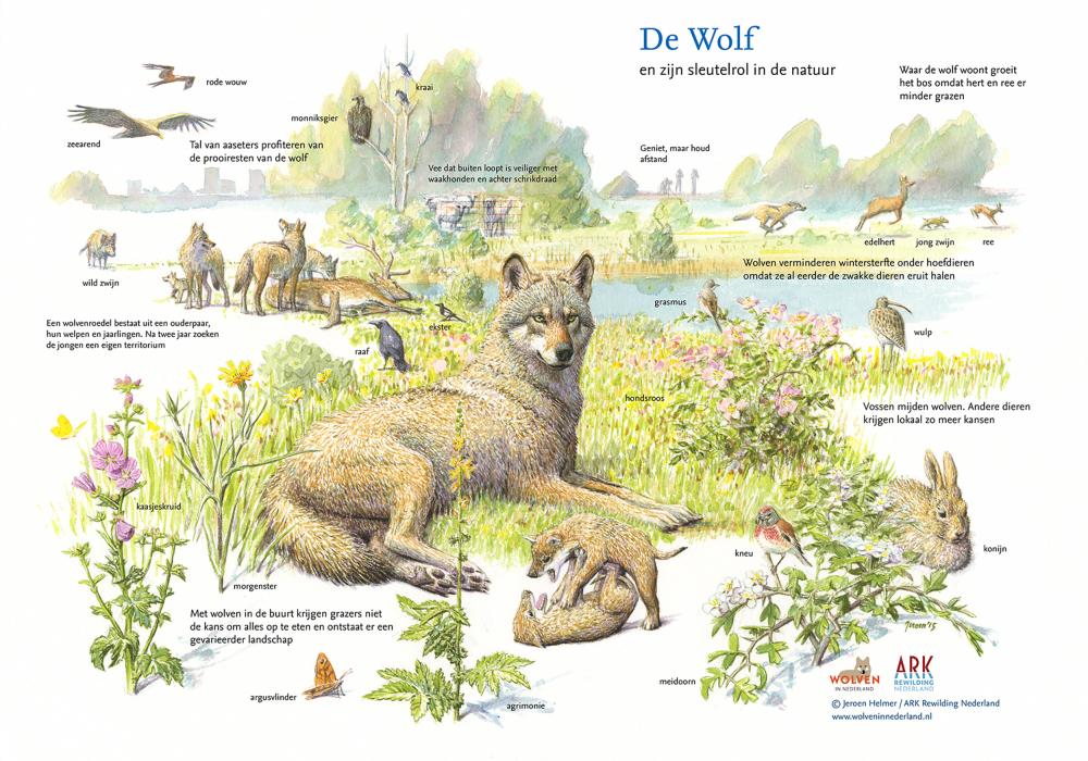 Illustratie sleutelsoort wolf