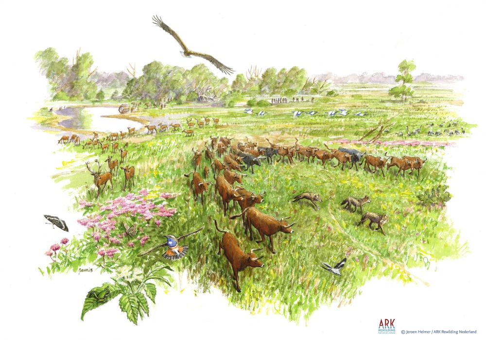 illustratie toekomstbeeld Weerterbos