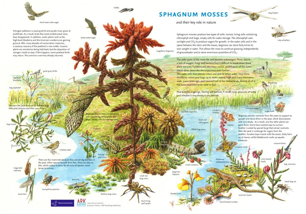 Sphagnum mosses and their keyrole in nature